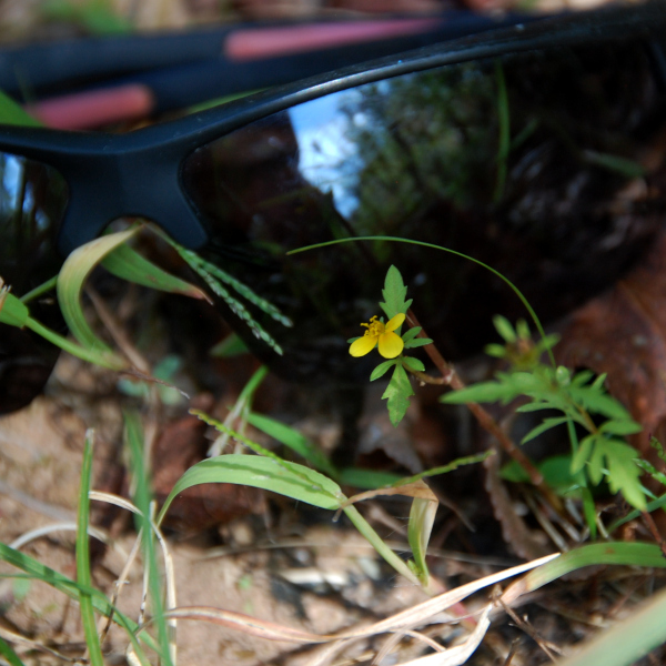 Midwestern tickseed-sunflower, Bidens aristosa