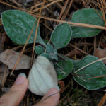 Leaves of plantain pussytoes, Antennaria plantaginifolia
