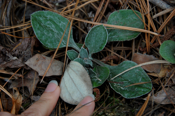 Leaves of plantain pussytoes, Antennaria plantaginifolia