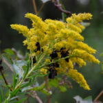 Sleeping carpenter bees on goldenrod