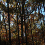 Trees glow in the setting sun in autumn.