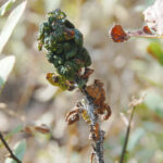 Blackberry psyllid, Trioza tripunctata damage
