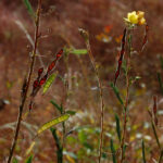 Common partridge pea, Chamaecrista fasciculata, open seed pods look like DNA helices.