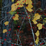Muscadine grape leaves and possumhaw berries