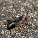 North American Wheel Bug, Arilus cristatus