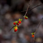 Oriental bittersweet, Celastrus orbiculatus fruit