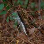 Hemp dogbane seeds, Apocynum cannabinum