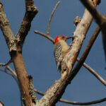 Male red-bellied woodpecker, Melanerpes carolinus