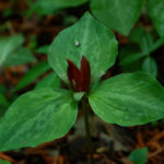 Little Sweet Betsy, Trillium cuneatum