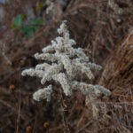 Tall goldenrod seedhead, Solidago altissima