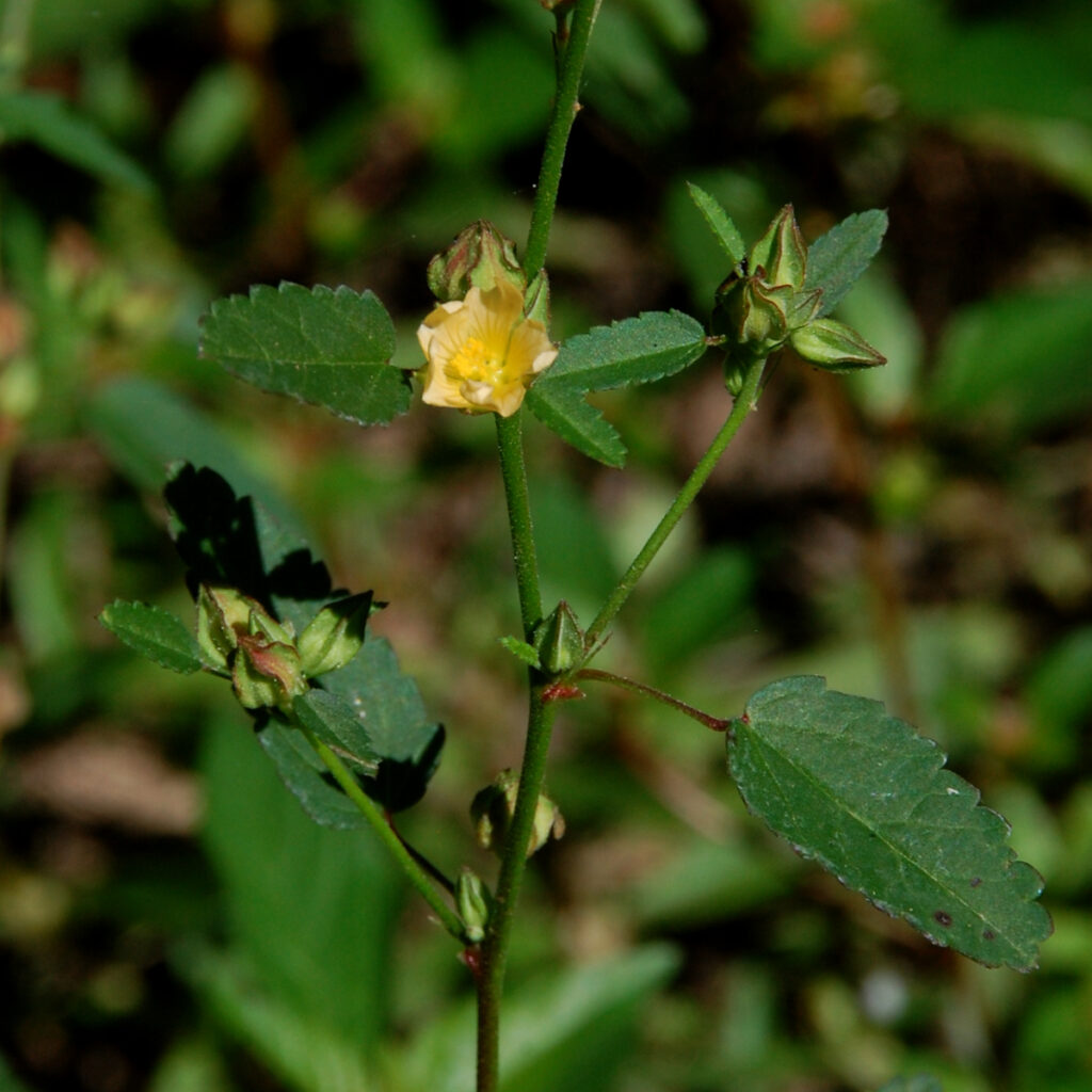 Arrowleaf sida, Sida rhombifolia var. rhombifolia