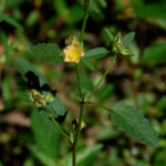Arrowleaf sida, Sida rhombifolia var. rhombifolia