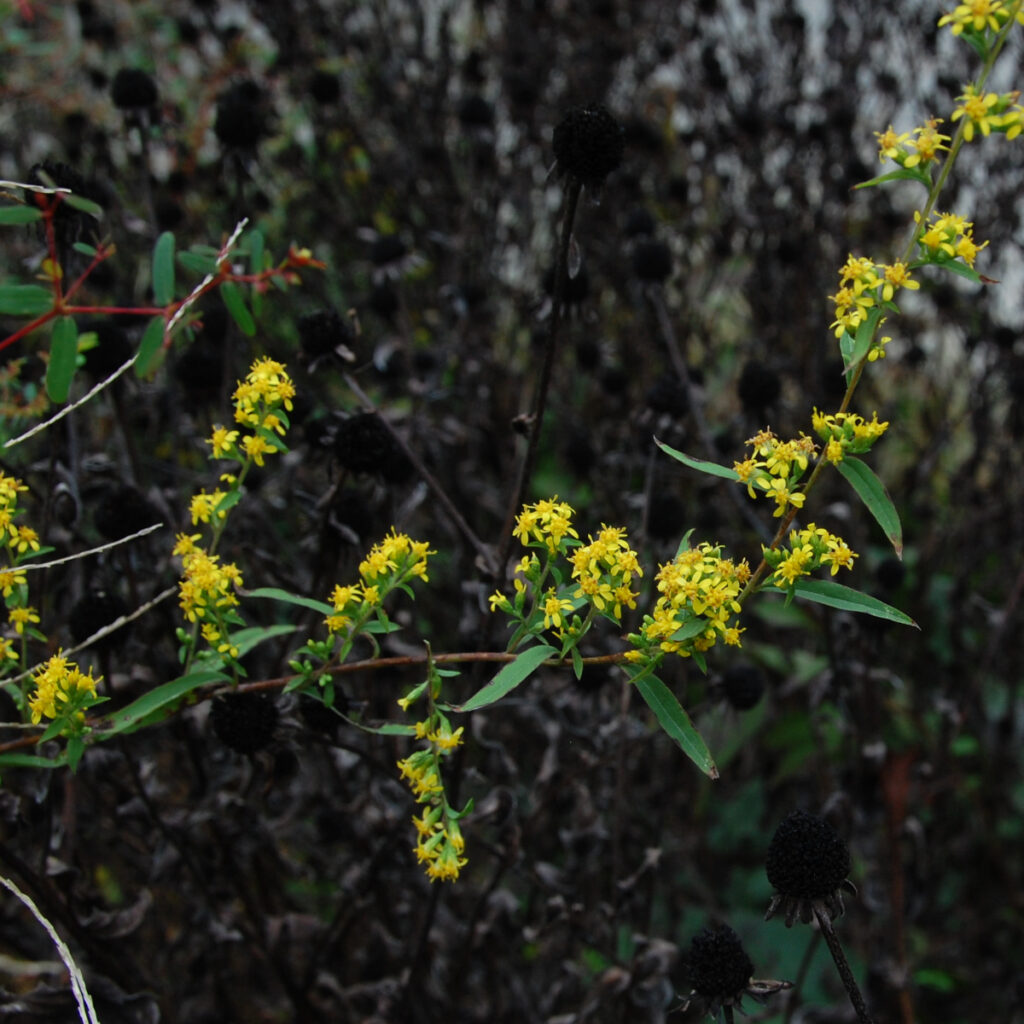 Bluestem goldenrod, Solidago caesia