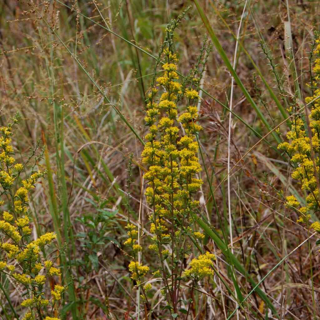 Downy goldenrod, Solidago puberula