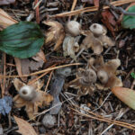 Earthstar mushrooms