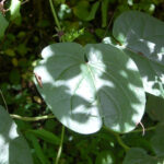 Eastern anglepod, Gonolobus suberosus var. suberosus