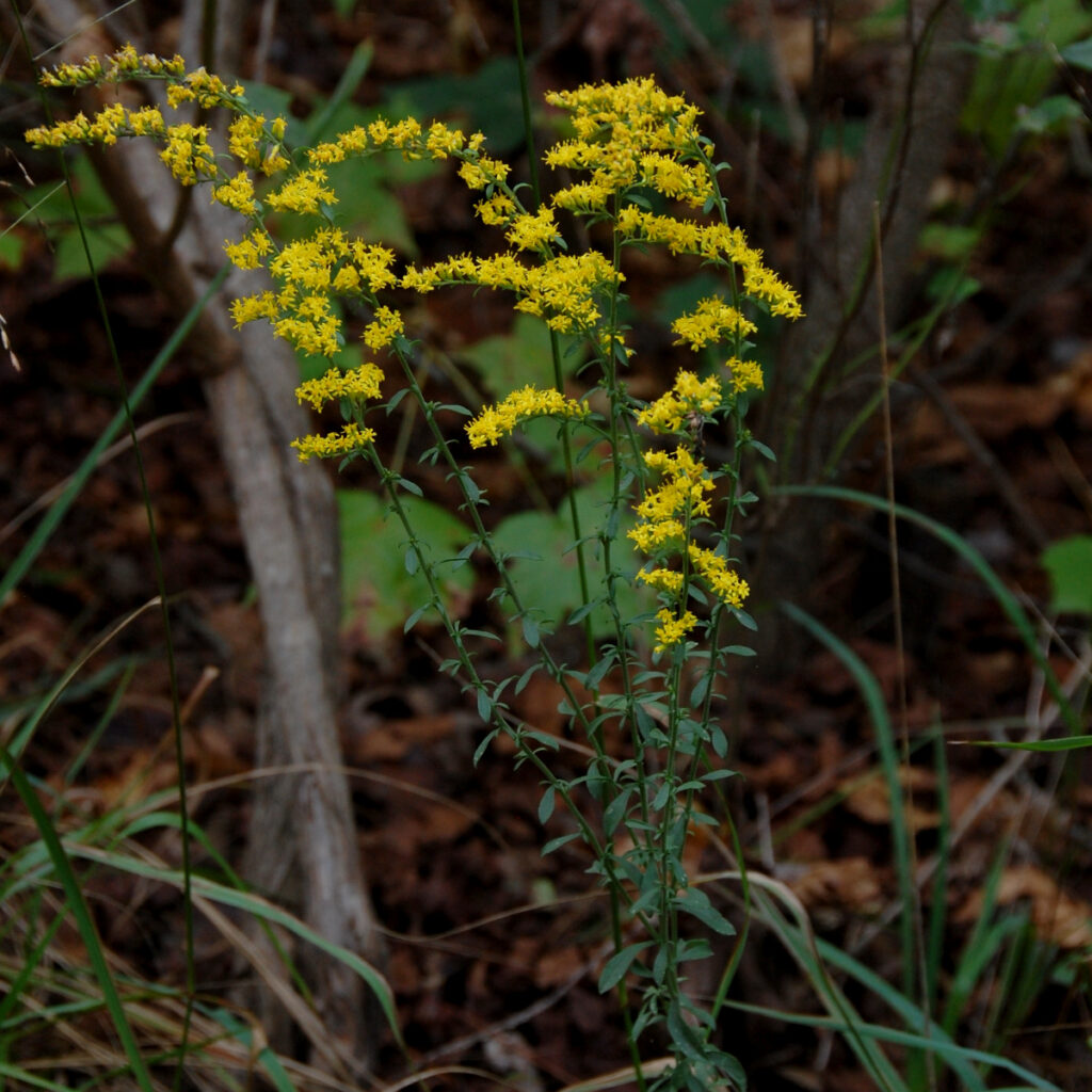 Eastern gray goldenrod, Solidago nemoralis