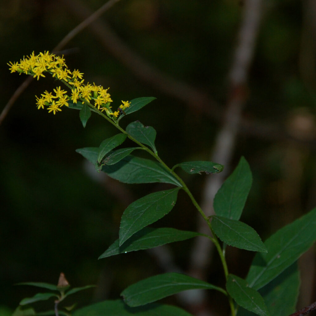 Elmleaf goldenrod, Solidago ulmifolia