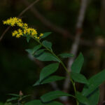 Elmleaf goldenrod, Solidago ulmifolia