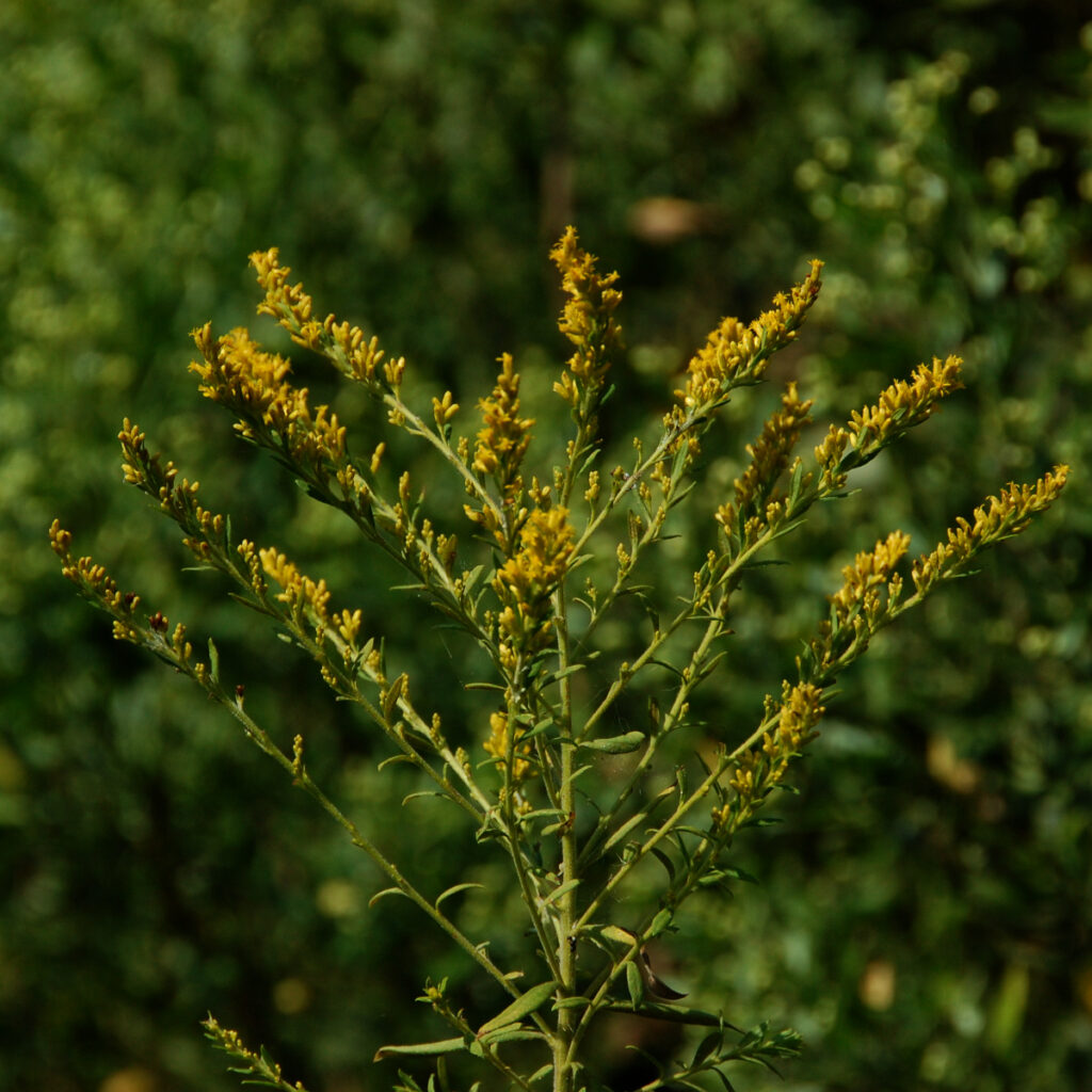 Giant goldenrod, Solidago gigantea