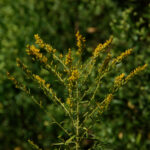 Giant goldenrod, Solidago gigantea