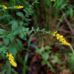 Hackberry-leaf goldenrod, Solidago rugosa var. celtidifolia