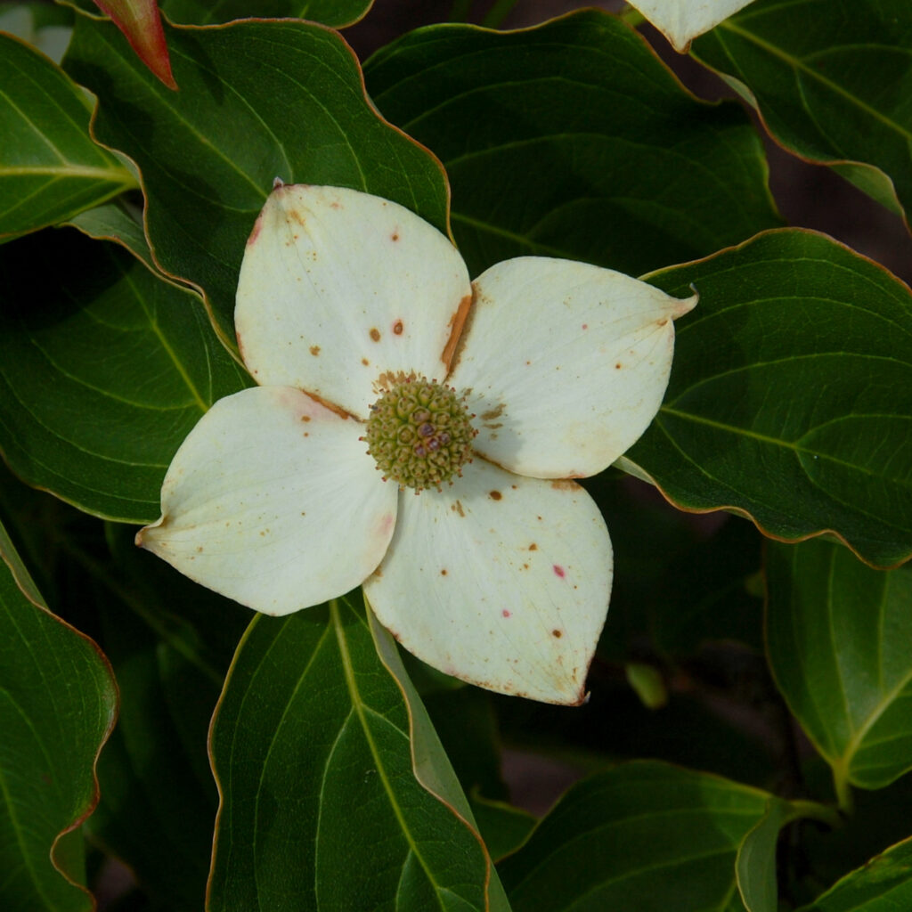 Kousa dogwood, Benthamidia japonica