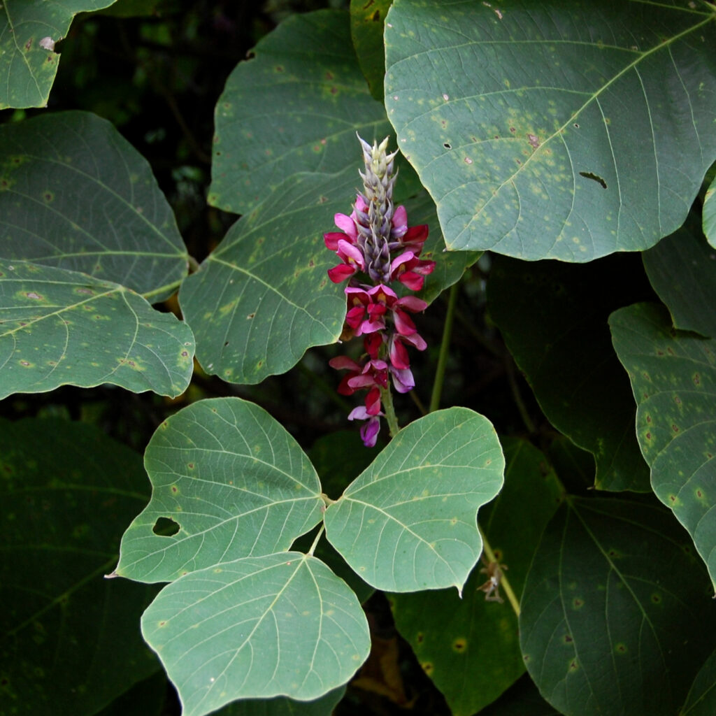 Kudzu, Pueraria montana var. lobata