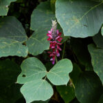 Kudzu, Pueraria montana var. lobata