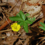 Old field cinquefoil, Pontentilla simplex
