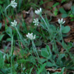 Plantain pussytoes, Antennaria plantaginifolia