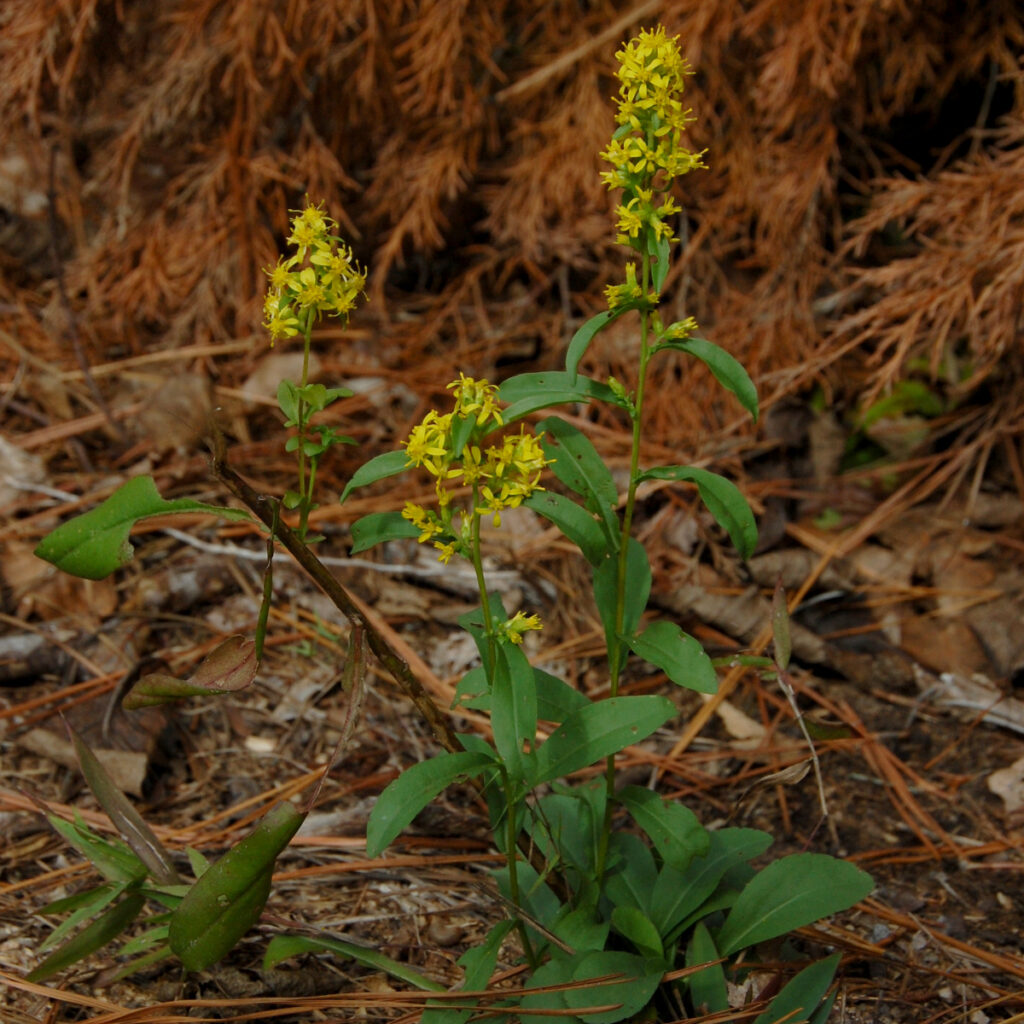 Slender goldenrod, Solidago erecta