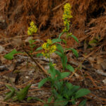 Slender goldenrod, Solidago erecta