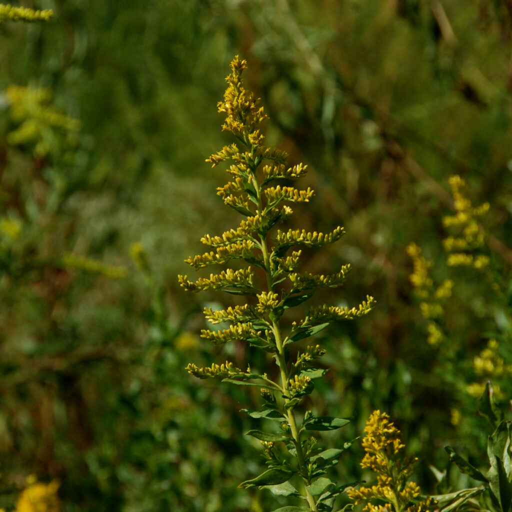 Tall goldenrod, Solidago altissima