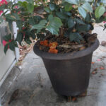 White-throated sparrows, Zonotrichia albicollis