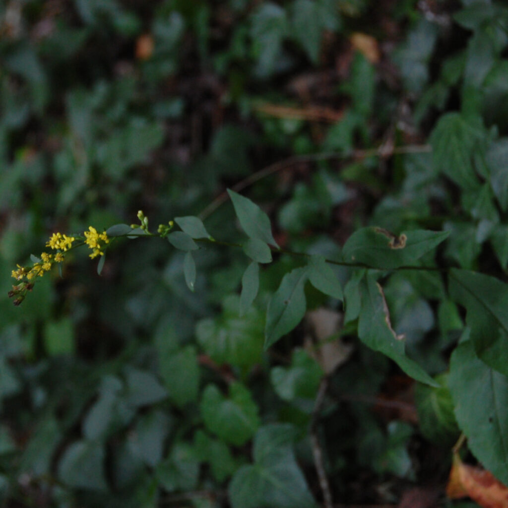 Zigzag goldenrod, Solidago flexicaulis