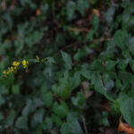 Zigzag goldenrod, Solidago flexicaulis