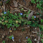 Bird's eye speedwell, Veronica persica