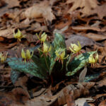 Dimpled trout lilies, Erythronium umbilicatum