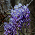 Wisteria, Wisteria sinensis