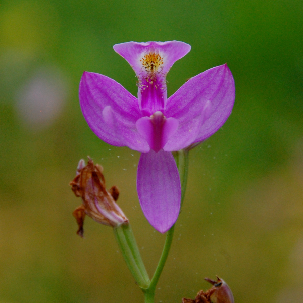 Common grass-pink, Calopogon tuberosus var. tuberosus