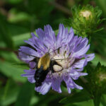 Snowberry clearwing, Hemaris diffinis