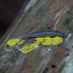 Carolina mantleslug, Philomycus carolinianus, on dog vomit slime mold, Fuligo septica