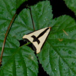 Clymene moth, Haploa clymene