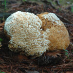 Eastern cauliflower mushroom, Sparassis spathulata