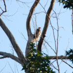 Pileated woodpecker, Dryocopus pileatus