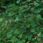 Redbud with folded leaves from a redbud leaffolder (Fascista cercerisella) caterpillar