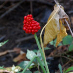 Jack in the pulpit fruit, Arisaema triphyllum
