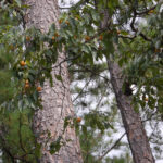 American persimmon fruit, Diospyros virginiana